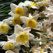 ヒメ日記 2026/03/19 09:51 投稿 桐谷　めぐ 三丁目の奥様（東京ハレ系）