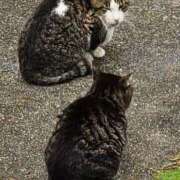 ヒメ日記 2025/11/29 08:26 投稿 絢辻　まこと 三丁目の奥様（東京ハレ系）