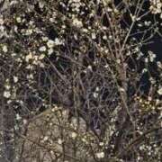 ヒメ日記 2026/02/11 18:13 投稿 絢辻　まこと 三丁目の奥様（東京ハレ系）