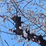 ヒメ日記 2026/03/03 10:31 投稿 絢辻　まこと 三丁目の奥様（東京ハレ系）