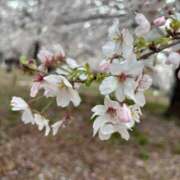 ヒメ日記 2026/04/04 20:01 投稿 響野　うた 三丁目の奥様（東京ハレ系）