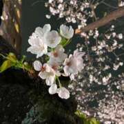 ヒメ日記 2025/03/29 10:45 投稿 如月　みお 三丁目の奥様（東京ハレ系）