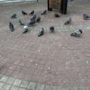 ヒメ日記 2024/12/13 14:41 投稿 実里（みのり） 丸妻 錦糸町店