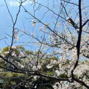 ヒメ日記 2025/03/31 07:02 投稿 実里（みのり） 丸妻 錦糸町店