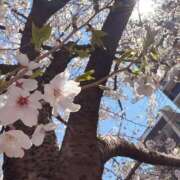 ヒメ日記 2025/04/04 12:54 投稿 実里（みのり） 丸妻 錦糸町店