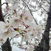 ヒメ日記 2025/04/07 10:15 投稿 実里（みのり） 丸妻 錦糸町店