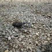 ヒメ日記 2025/09/25 23:22 投稿 実里（みのり） 丸妻 錦糸町店