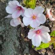 ヒメ日記 2026/03/31 23:10 投稿 実里（みのり） 丸妻 錦糸町店