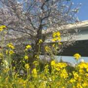 ヒメ日記 2026/04/01 08:38 投稿 実里（みのり） 丸妻 錦糸町店