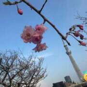 ヒメ日記 2026/04/03 09:45 投稿 実里（みのり） 丸妻 錦糸町店