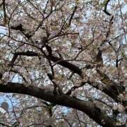 ヒメ日記 2026/04/08 11:57 投稿 まりの トリプルA