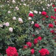 ヒメ日記 2025/05/16 11:35 投稿 かりな/Karina VERY（ヴェリィ)