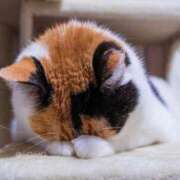 ヒメ日記 2025/01/11 14:39 投稿 東雲舞桜 お姉さんCLUB