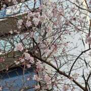 ヒメ日記 2025/03/24 08:21 投稿 中村　あんな ギン妻パラダイス 谷九店