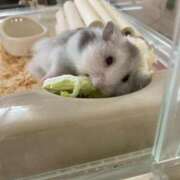 ヒメ日記 2025/06/04 11:26 投稿 みつき 恋っていうから愛にきた　恋愛オナクラ