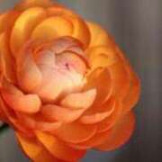 ヒメ日記 2025/12/17 15:43 投稿 双葉 のどか CASA BIANCA（カーサ・ビアンカ）