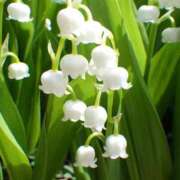 双葉 のどか ご予約ありがとうございます♡ CASA BIANCA（カーサ・ビアンカ）