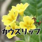 ひなた アイビスS D🐎 みせすはーと
