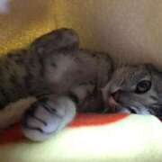 ヒメ日記 2025/06/05 10:38 投稿 かなえ【ロイヤルOP対応】 あなたの全てを包み込む　優しいひとづま