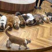 ヒメ日記 2025/08/14 18:02 投稿 新人・かれん シャブール