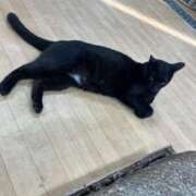 ヒメ日記 2025/11/28 22:01 投稿 新人・かれん シャブール