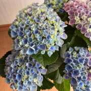 りょうか 💚お知らせ❣️6/15 までの確定予定❣️出勤日時💚 千葉人妻花壇