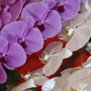 ヒメ日記 2025/01/01 12:09 投稿 しずか 完熟ばなな 谷九店