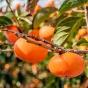 ヒメ日記 2025/01/14 21:19 投稿 しずか 完熟ばなな 谷九店