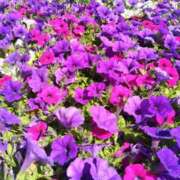 ヒメ日記 2025/07/05 00:49 投稿 しずか 完熟ばなな 谷九店