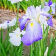 しずか 昨夜はありがとう御座いました 完熟ばなな 谷九店