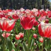 ヒメ日記 2025/04/29 10:15 投稿 らら 素人妻御奉仕倶楽部Hip's取手店