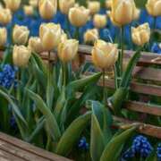 ヒメ日記 2025/05/23 10:09 投稿 らら 素人妻御奉仕倶楽部Hip's取手店