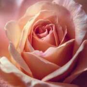 ヒメ日記 2025/09/08 11:31 投稿 らら 素人妻御奉仕倶楽部Hip's取手店