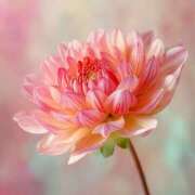 ヒメ日記 2025/11/11 10:31 投稿 らら 素人妻御奉仕倶楽部Hip's取手店