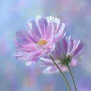 らら 次回ご案内15:00頃🌷 素人妻御奉仕倶楽部Hip's取手店