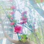 ヒメ日記 2025/04/11 12:56 投稿 山口　つかさ SM東京　新宿店