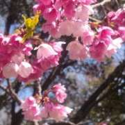 ヒメ日記 2025/04/09 10:35 投稿 すみれ 栃木宇都宮ちゃんこ