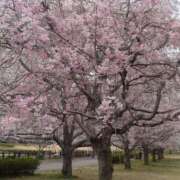 ヒメ日記 2025/04/10 19:06 投稿 すみれ 栃木宇都宮ちゃんこ