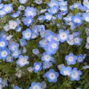 ヒメ日記 2025/05/03 11:45 投稿 すみれ 栃木宇都宮ちゃんこ