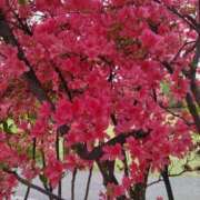 ヒメ日記 2025/05/13 09:15 投稿 すみれ 栃木宇都宮ちゃんこ