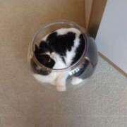 ヒメ日記 2025/06/30 07:35 投稿 すみれ 栃木宇都宮ちゃんこ