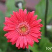 ヒメ日記 2025/09/30 23:55 投稿 すみれ 栃木宇都宮ちゃんこ