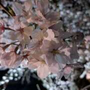 ヒメ日記 2026/04/15 00:08 投稿 まお ごほうびSPA京都店