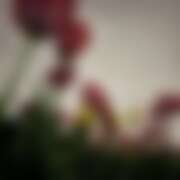 ヒメ日記 2025/07/04 17:25 投稿 とうか かりんと池袋