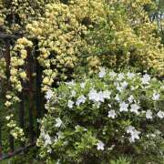 ヒメ日記 2025/04/23 19:20 投稿 ななこ 神田エマニエル