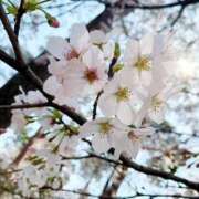 しぃ さむいっ ぷよラブ れぼりゅ～しょん