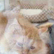 ヒメ日記 2025/12/11 14:04 投稿 ちえり 人妻倶楽部 内緒の関係 川越店