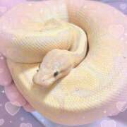 ヒメ日記 2026/01/02 20:51 投稿 ちえり 人妻倶楽部 内緒の関係 川越店