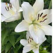 ヒメ日記 2025/06/14 12:05 投稿 とわ 妻天 京橋店