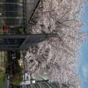 ヒメ日記 2026/04/06 16:30 投稿 とわ 妻天 京橋店